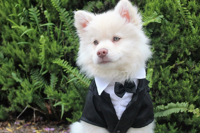 A white puppy dog dressed in a black tuxedo sitting in front of greenery outside.